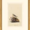 Audubon's Watercolors Octavo Pl. 130, Grasshopper Sparrow