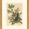 Audubon's Watercolors Octavo Pl. 131, American Robin