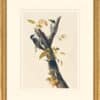 Audubon's Watercolors Octavo Pl. 132, Black-backed Woodpecker