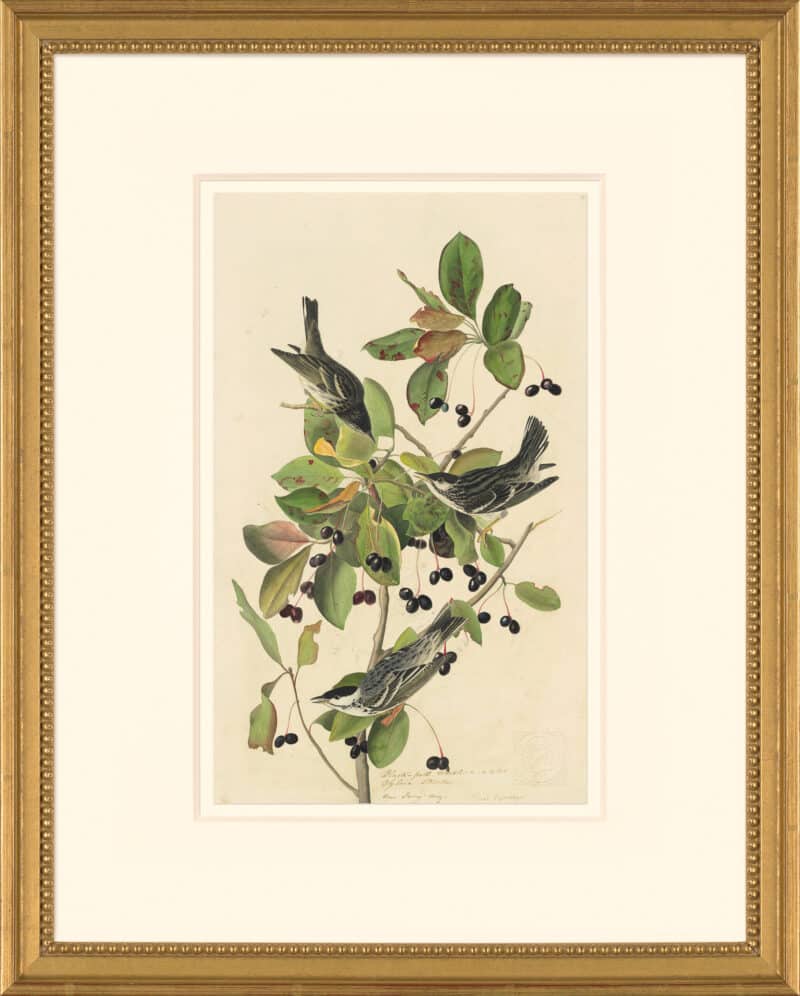 Audubon's Watercolors Octavo Pl. 133, Blackpoll Warbler