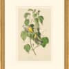 Audubon's Watercolors Octavo Pl. 134, Hemlock Warbler