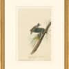 Audubon's Watercolors Octavo Pl. 140, Pine Warbler
