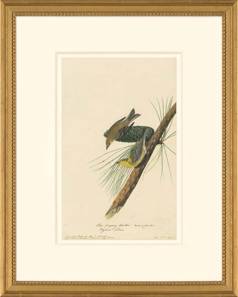 Audubon's Watercolors Octavo Pl. 140, Pine Warbler