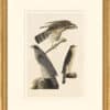Audubon's Watercolors Octavo Pl. 141, Northern Goshawk