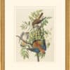 Audubon's Watercolors Octavo Pl. 142, American Kestrel
