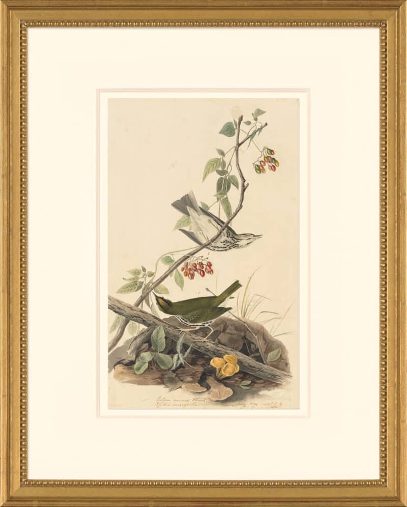 Audubon's Watercolors Octavo Pl. 143, Ovenbird