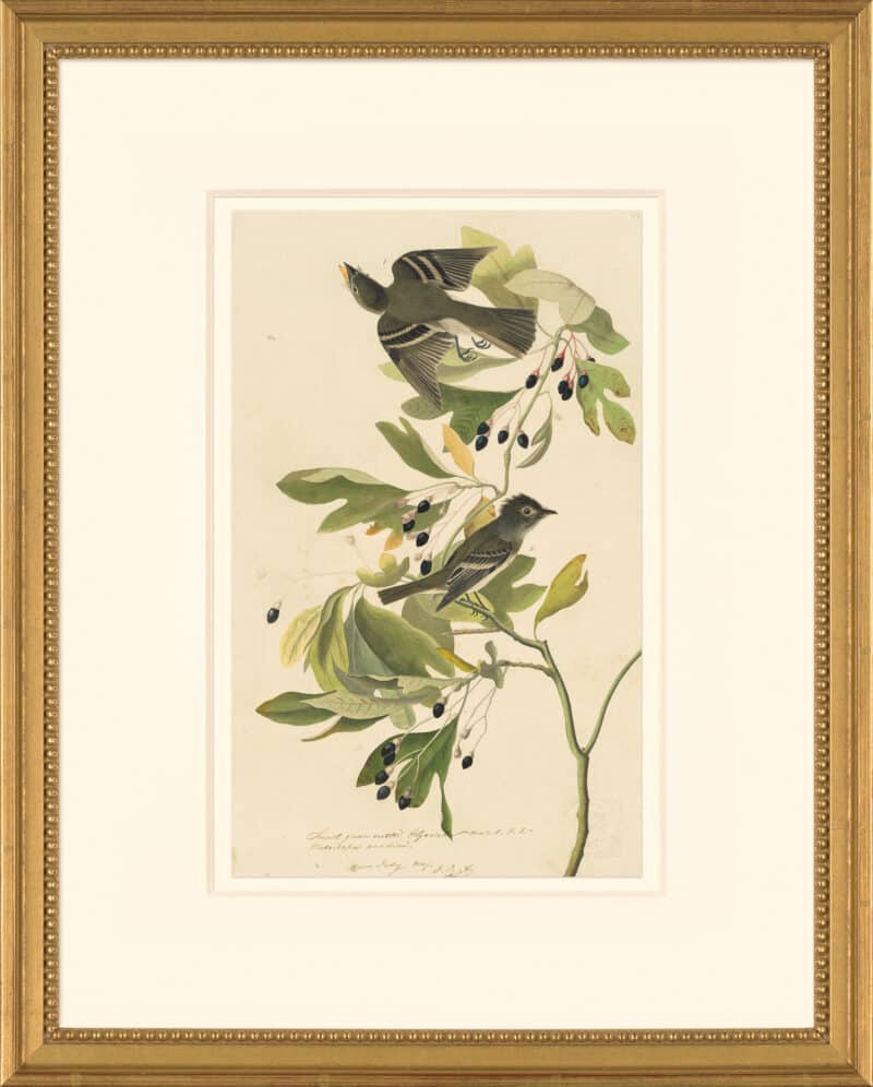 Audubon's Watercolors Octavo Pl. 144, Acadian Flycatcher