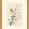 Audubon's Watercolors Octavo Pl. 145, Palm Warbler