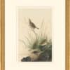 Audubon's Watercolors Octavo Pl. 149, Saltmarsh Sharp-tailed Sparrow