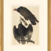 Audubon's Watercolors Octavo Pl. 151, Turkey Vulture