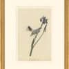 Audubon's Watercolors Octavo Pl. 153, Yellow-rumped Warbler