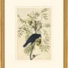Audubon's Watercolors Octavo Pl. 156, American Crow