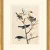 Audubon's Watercolors Octavo Pl. 157, Rusty Blackbird