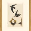 Audubon's Watercolors Octavo Pl. 158, Chimney Swift