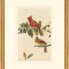 Audubon's Watercolors Octavo Pl. 159, Northern Cardinal