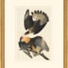 Audubon's Watercolors Octavo Pl. 161, Crested Caracara