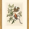 Audubon's Watercolors Octavo Pl. 162, Zenaida Dove