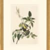 Audubon's Watercolors Octavo Pl. 163, Palm Warbler