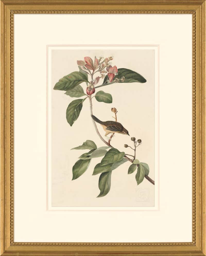 Audubon's Watercolors Octavo Pl. 165, Bachman's Sparrow
