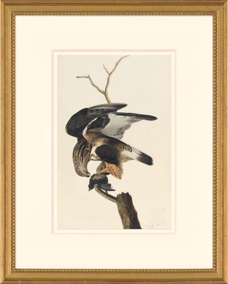 Audubon's Watercolors Octavo Pl. 166, Rough-legged Hawk