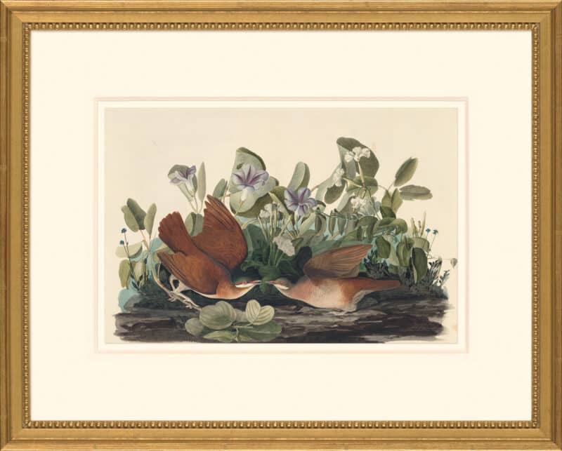 Audubon's Watercolors Octavo Pl. 167, Key West Quail-dove