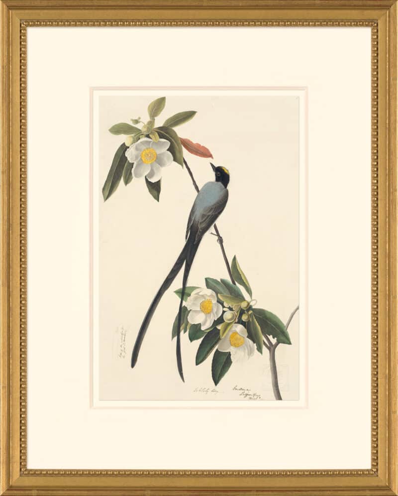 Audubon's Watercolors Octavo Pl. 168, Fork-tailed Flycatcher
