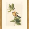 Audubon's Watercolors Octavo Pl. 169, Mangrove Cuckoo