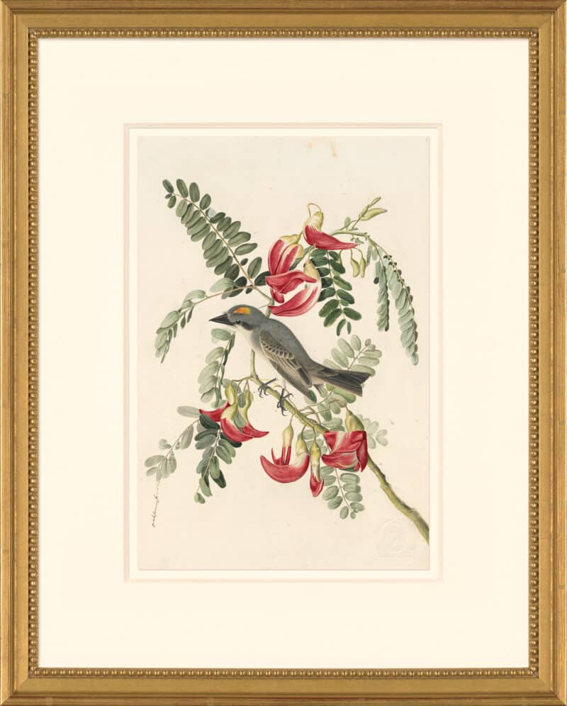 Audubon's Watercolors Octavo Pl. 170, Gray Kingbird