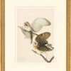 Audubon's Watercolors Octavo Pl. 171, Common Barn-owl