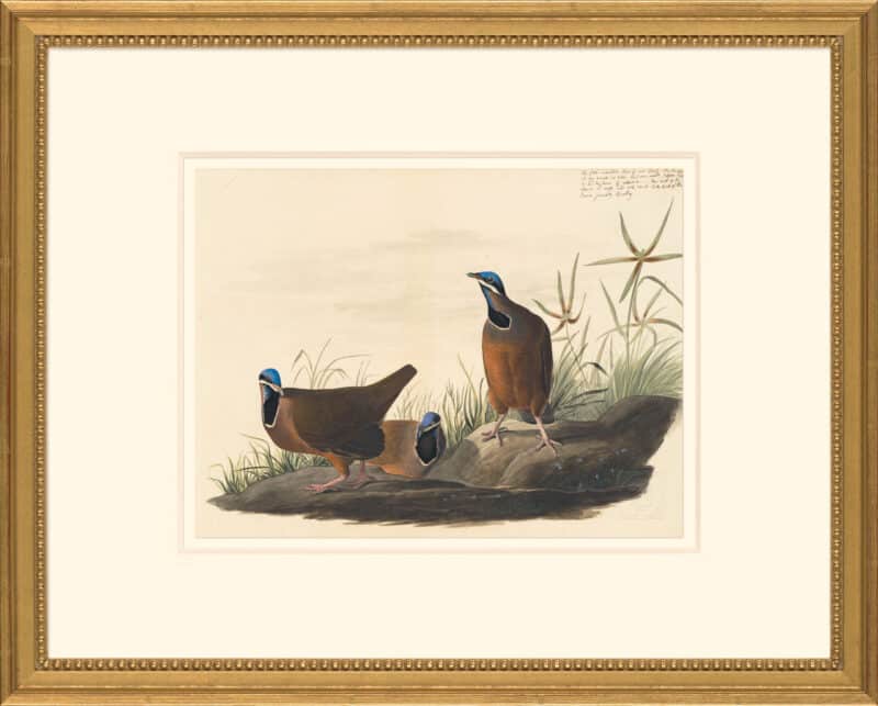 Audubon's Watercolors Octavo Pl. 172, Blue-headed Quail-dove