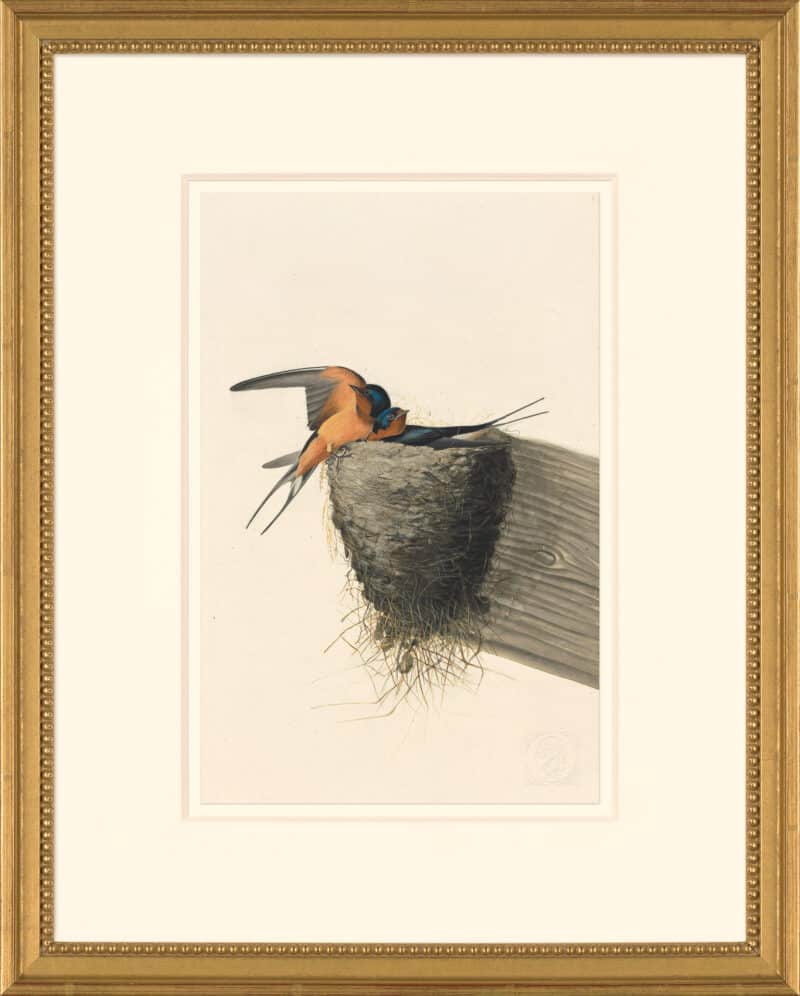 Audubon's Watercolors Octavo Pl. 173, Barn Swallow