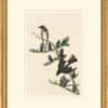 Audubon's Watercolors Octavo Pl. 174, Olive-sided Flycatcher