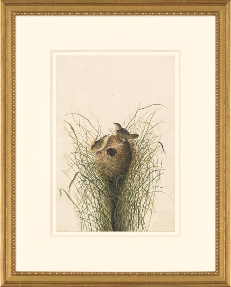 Audubon's Watercolors Octavo Pl. 175, Sedge Wren