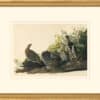 Audubon's Watercolors Octavo Pl. 176, Spruce Grouse