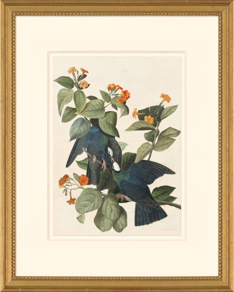 Audubon's Watercolors Octavo Pl. 177, White-crowned Pigeon