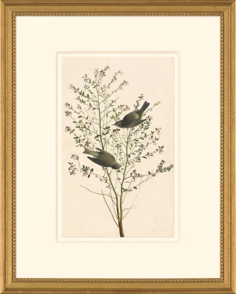 Audubon's Watercolors Octavo Pl. 178, Orange-crowned warbler