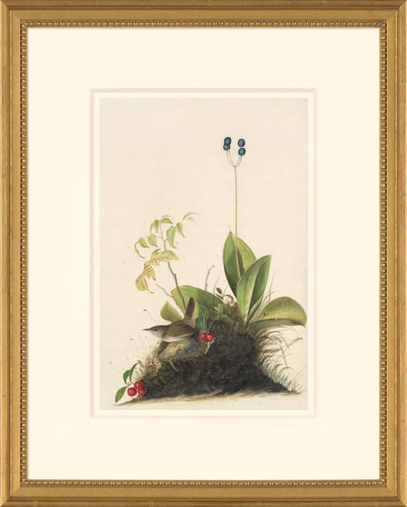 Audubon's Watercolors Octavo Pl. 179, House Wren
