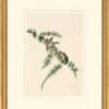 Audubon's Watercolors Octavo Pl. 180, Pine Siskin
