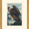 Audubon's Watercolors Octavo Pl. 181, Golden Eagle