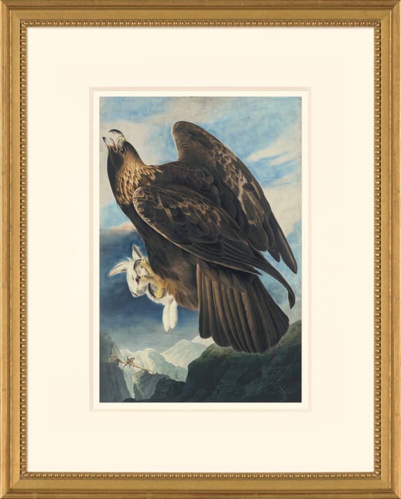Audubon's Watercolors Octavo Pl. 181, Golden Eagle