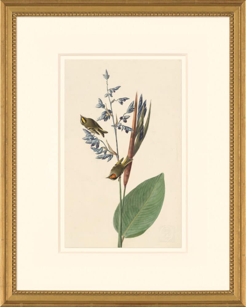 Audubon's Watercolors Octavo Pl. 183, Golden-crowned Kinglet