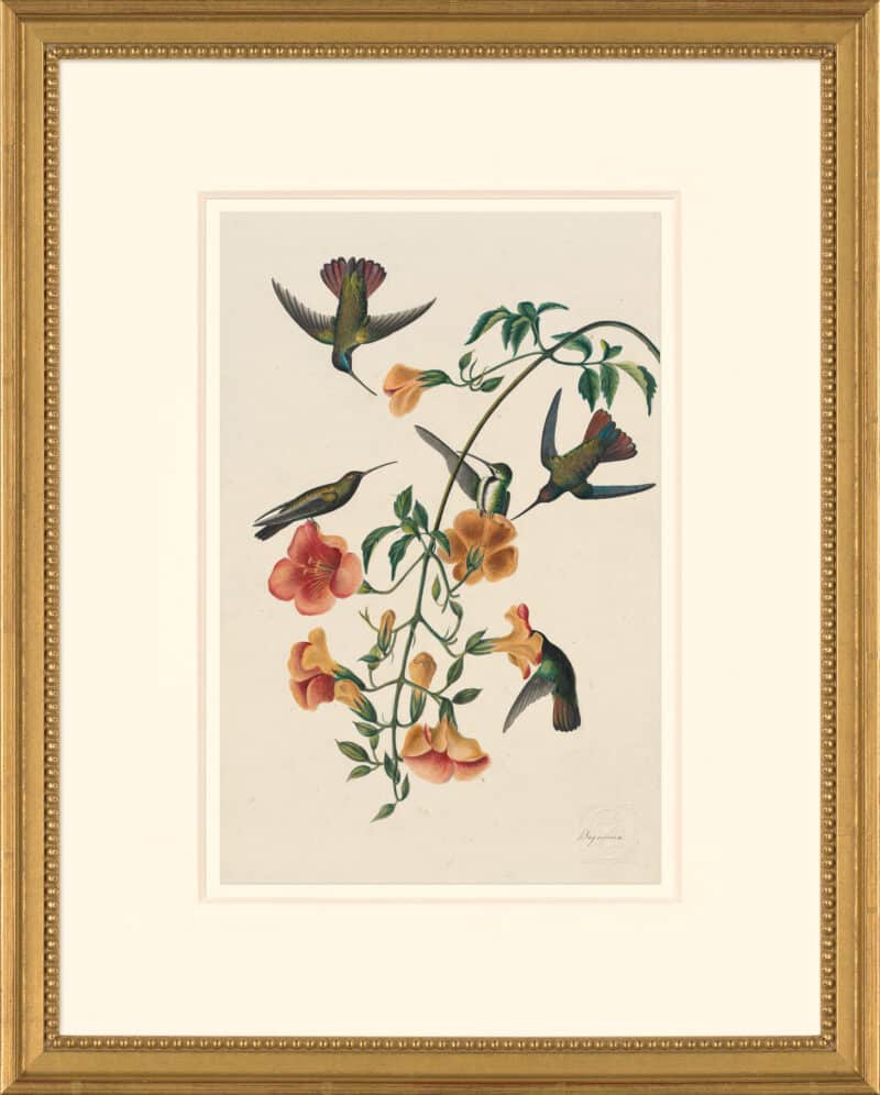 Audubon's Watercolors Octavo Pl. 184, Black-throated Mango
