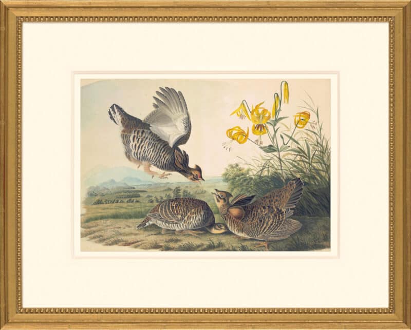 Audubon's Watercolors Octavo Pl. 186, Pinnated Grouse
