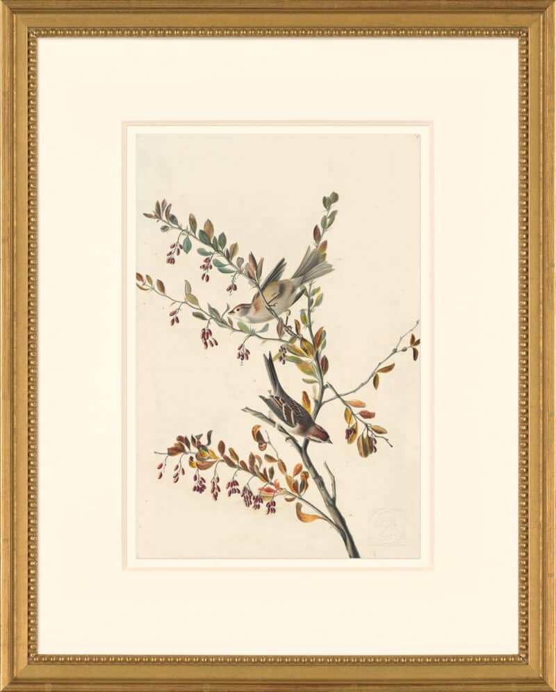 Audubon's Watercolors Octavo Pl. 188, American Tree Sparrow