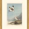 Audubon's Watercolors Octavo Pl. 189, Snow Bunting