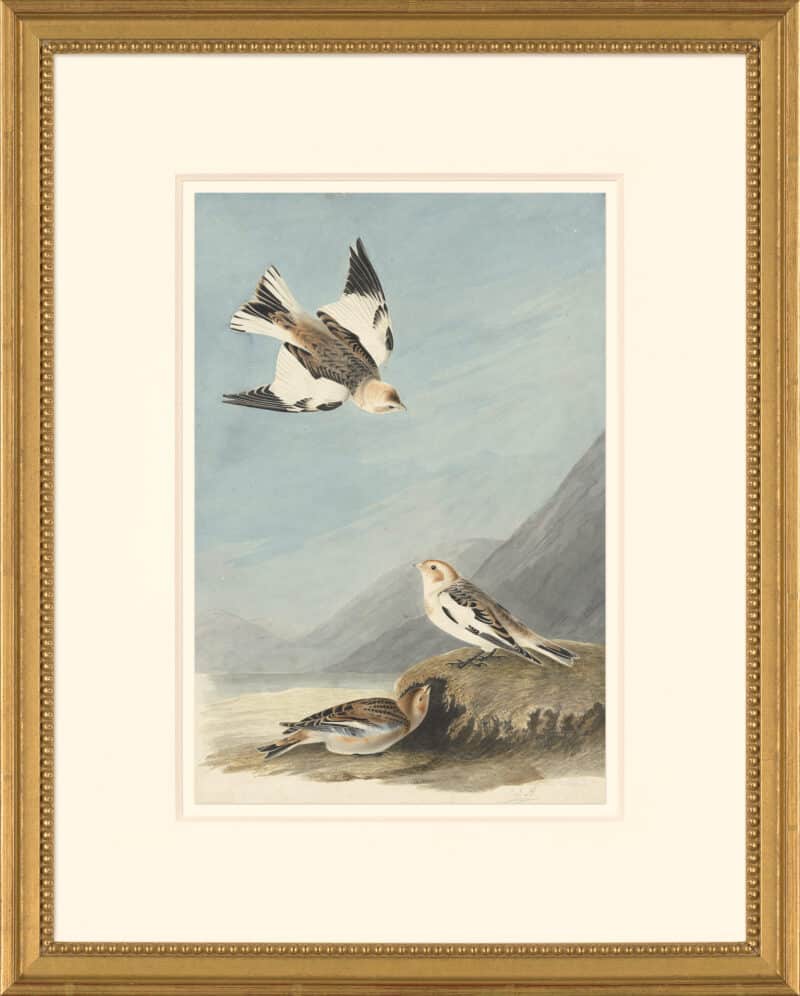 Audubon's Watercolors Octavo Pl. 189, Snow Bunting