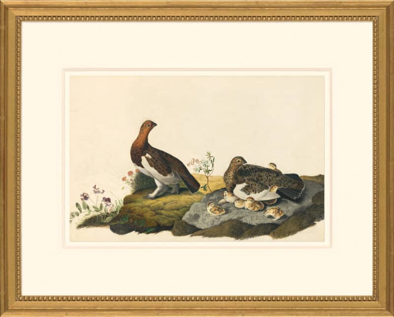 Audubon's Watercolors Octavo Pl. 191, Willow Ptarmigan