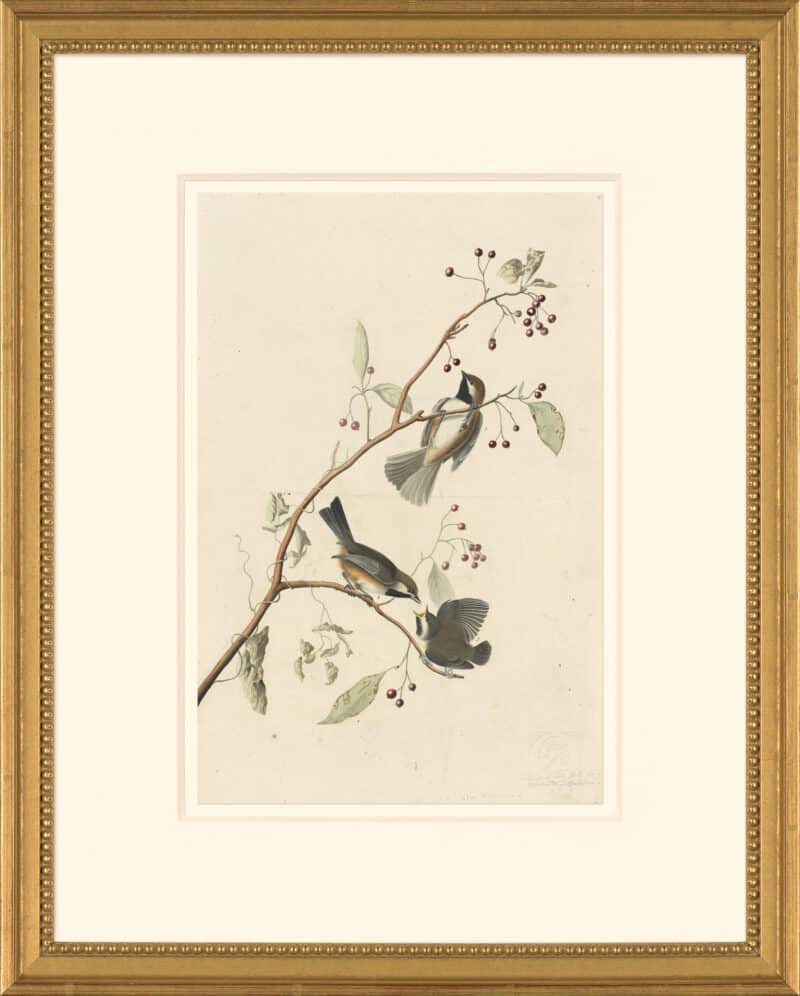 Audubon's Watercolors Octavo Pl. 194, Boreal Chickadee