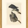 Audubon's Watercolors Octavo Pl. 196, Labrador Falcon