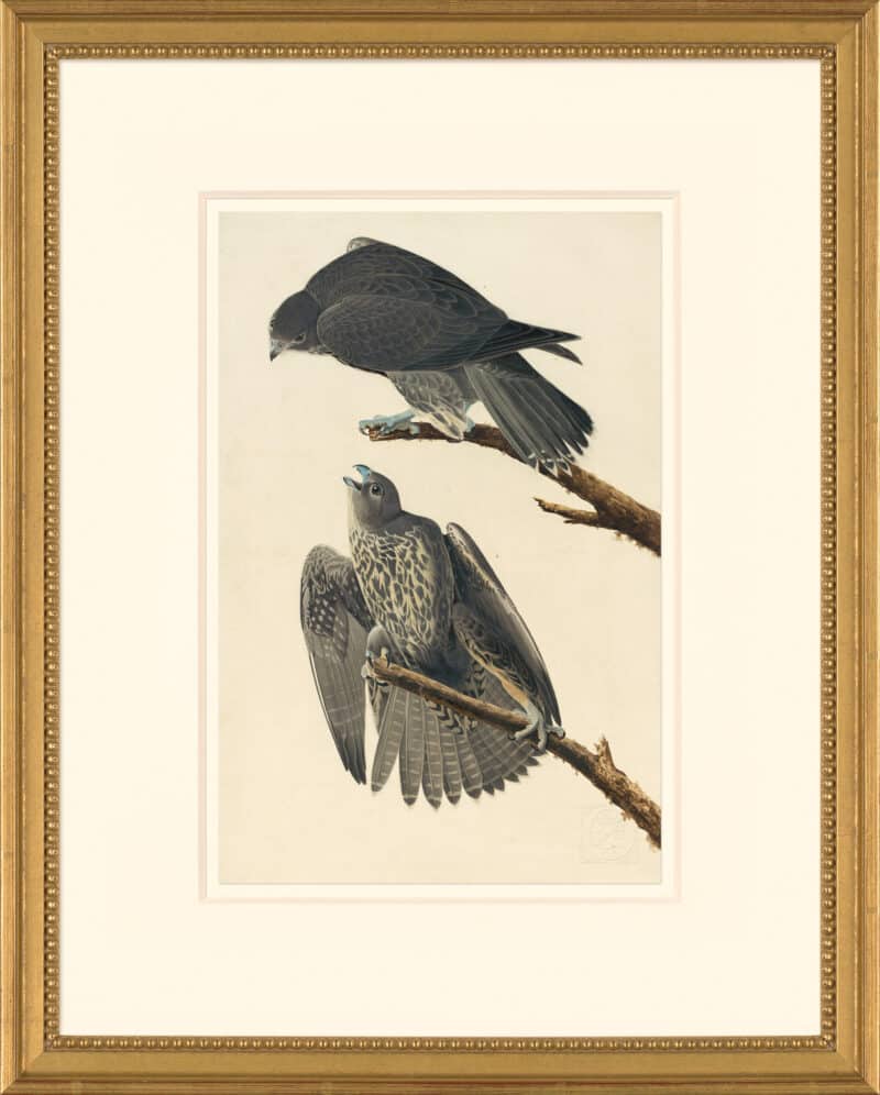 Audubon's Watercolors Octavo Pl. 196, Labrador Falcon